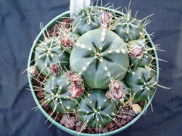 Echinocereus_knippelianus